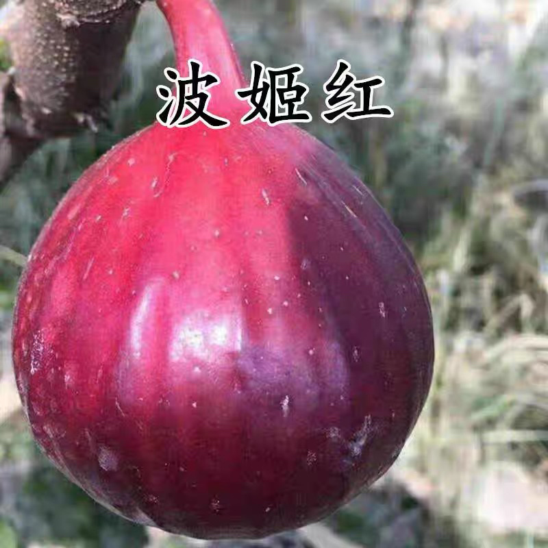 无花果苗波姬红品种纯正死苗包赔