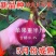 无花果苗波姬红品种纯正死苗包赔