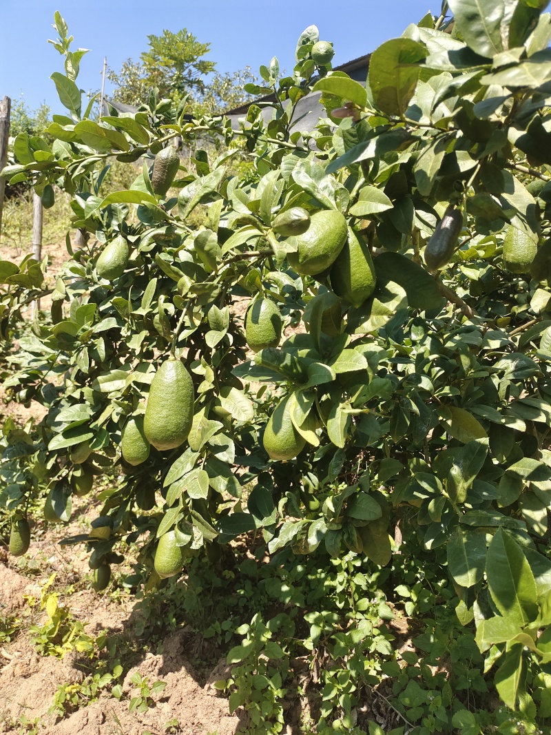 云南香水柠檬