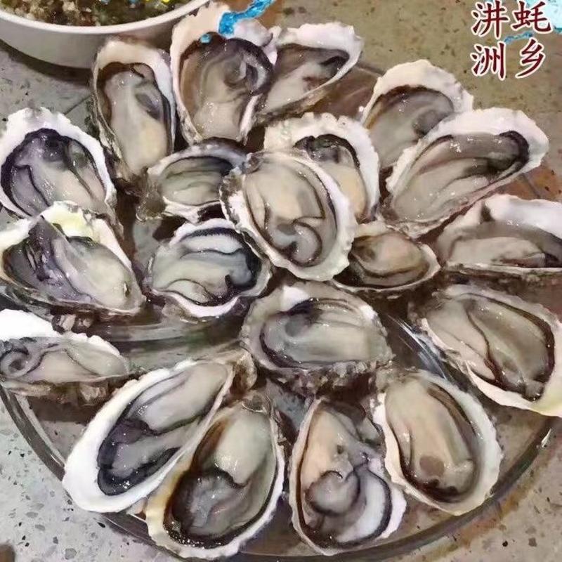 生蚝批发商用全国一件代发牡蛎源产地广东汫洲蚝厂