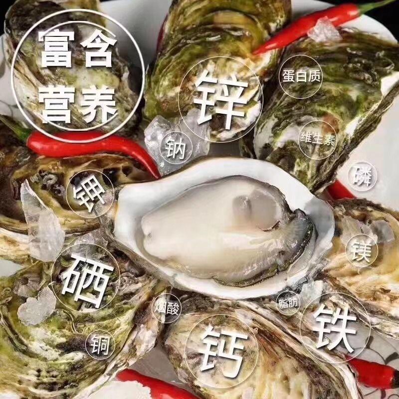 生蚝批发商用全国一件代发牡蛎源产地广东汫洲蚝厂