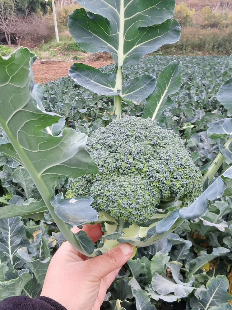西兰花，产地一手货源，看货论价，量大从优