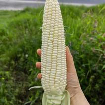 重庆珍糯998精品玉米种子，产地一手货源对接大型批发商