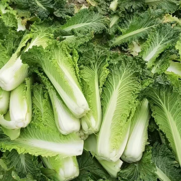 大青麻叶，秋绿60，产地一条龙服务，以质论价，量大从优