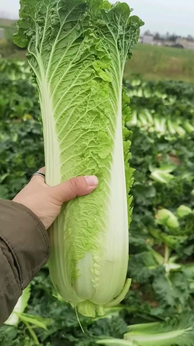 大青麻叶，秋绿60，产地一条龙服务，以质论价，量大从优