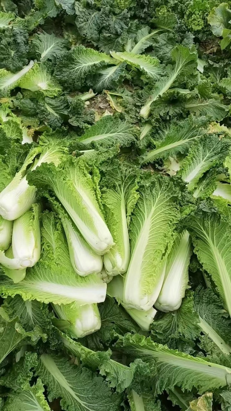 大青麻叶，秋绿60，产地一条龙服务，以质论价，量大从优