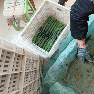 大荔县密刺黄瓜陆续上市中