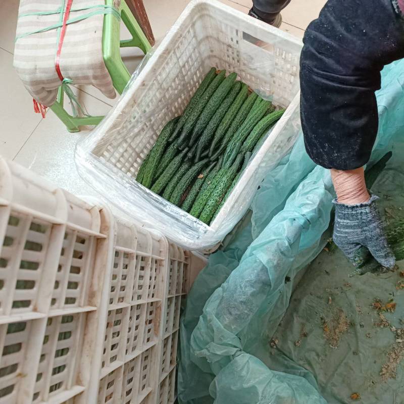 大荔县密刺黄瓜陆续上市中
