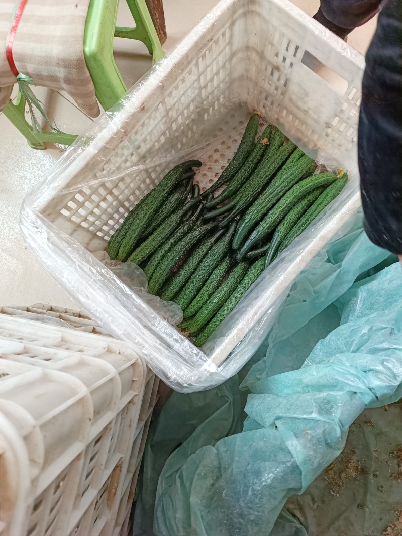 大荔县密刺黄瓜陆续上市中