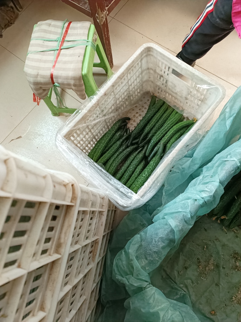 大荔县密刺黄瓜陆续上市中