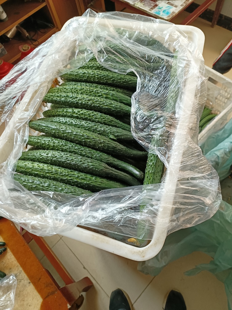 大荔县密刺黄瓜陆续上市中