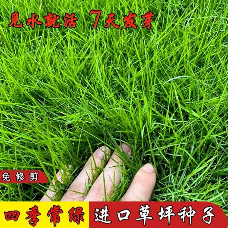草坪草籽护坡狗牙根马尼拉四季常青庭院地毯草皮绿化黑麦草种