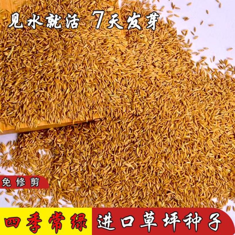 草坪草籽护坡狗牙根马尼拉四季常青庭院地毯草皮绿化黑麦草种