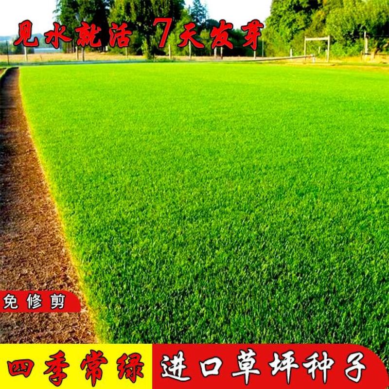 草坪草籽护坡狗牙根马尼拉四季常青庭院地毯草皮绿化黑麦草种