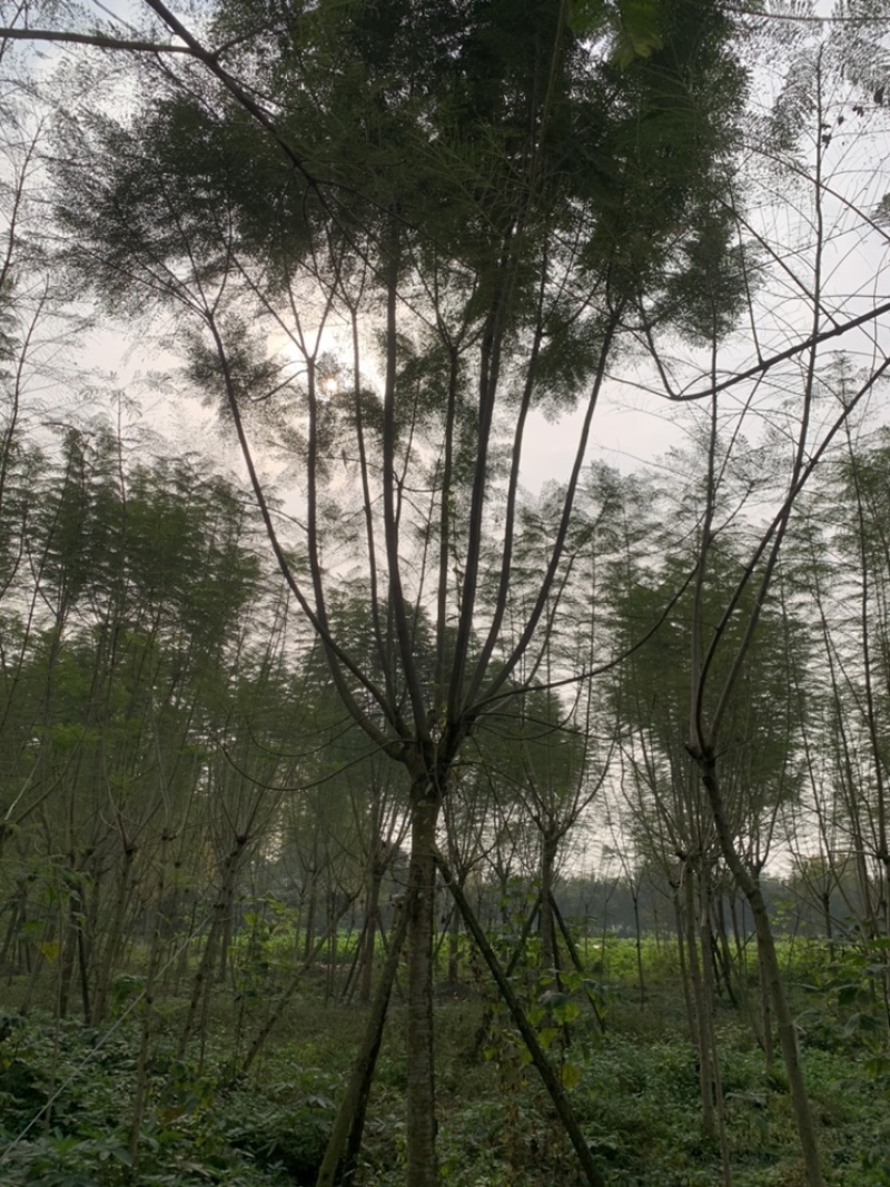 蓝花楹