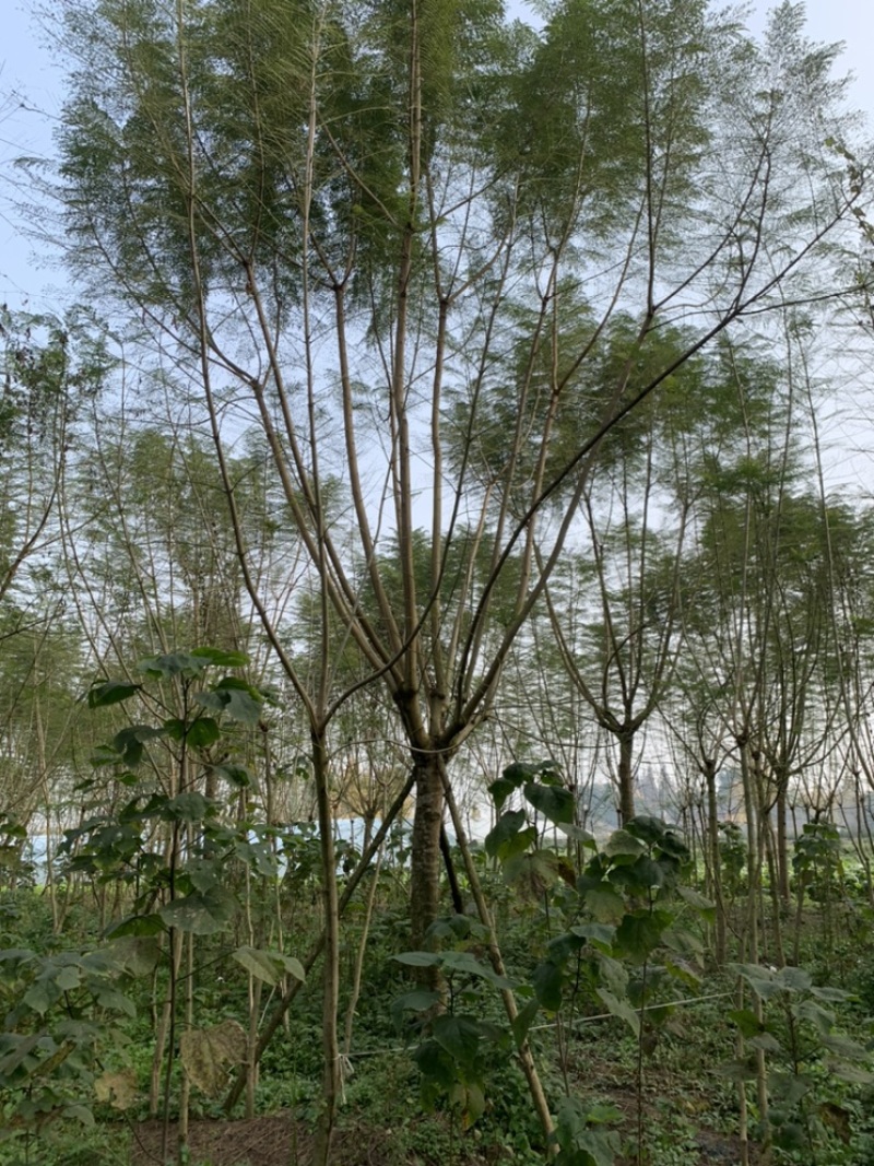 蓝花楹