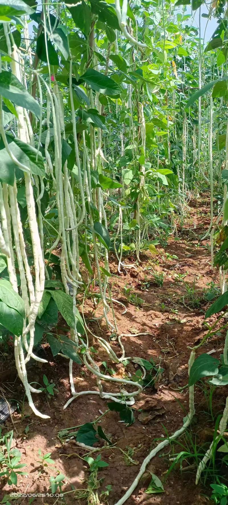 雪龙919虹豆种子，重庆基地，资质齐全，品种优良欢迎选购