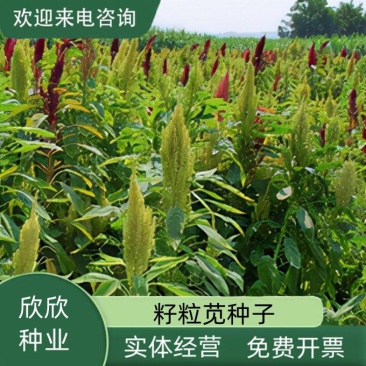 美国籽粒苋种子四季牧草种籽高蛋白千穗谷鸡鸭鹅猪草籽家禽