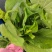 现货白菜苔