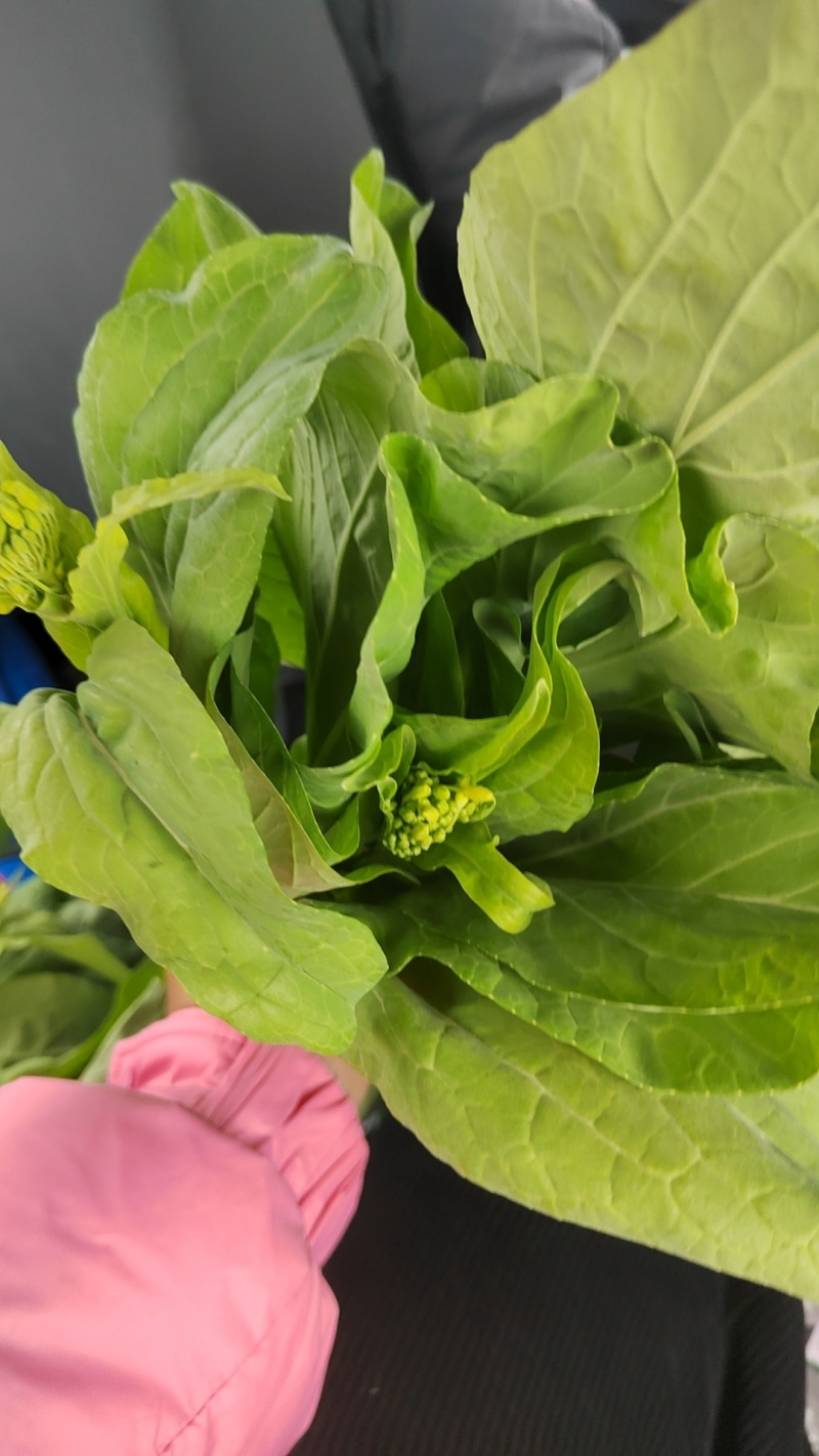 现货白菜苔