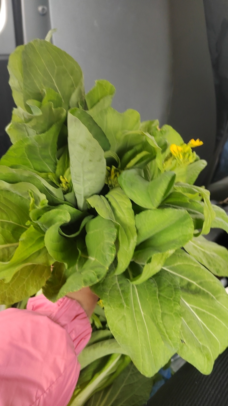 现货白菜苔