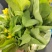 现货白菜苔