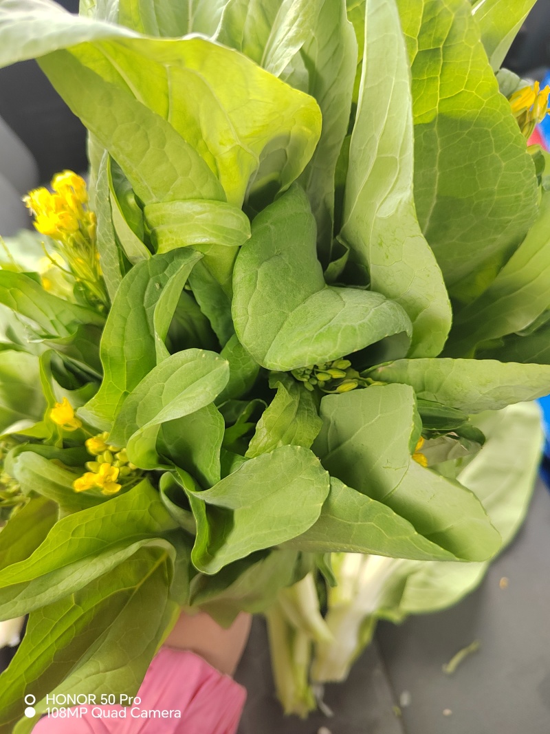 现货白菜苔