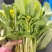 现货白菜苔