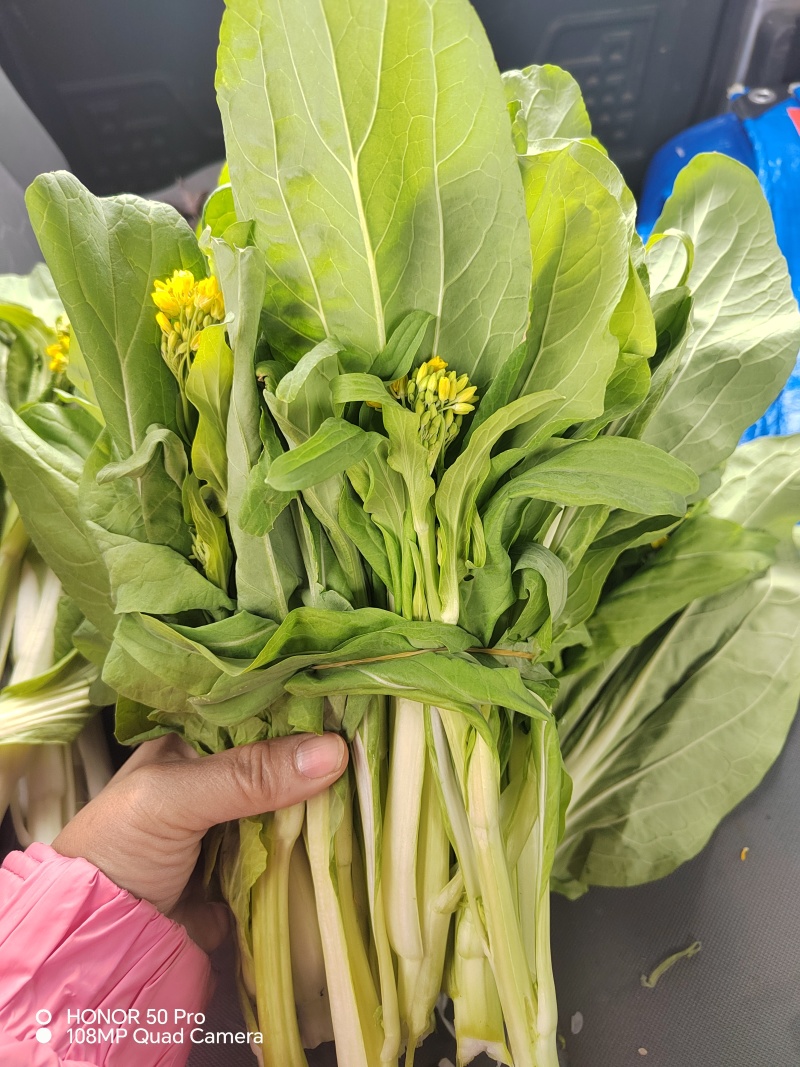 现货白菜苔