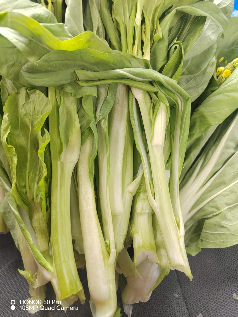 现货白菜苔