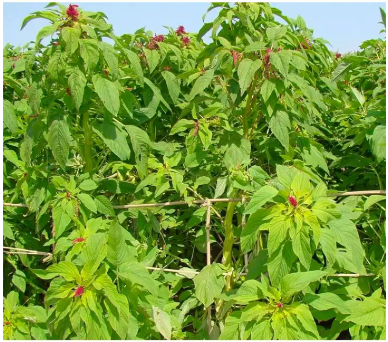 美国籽粒苋种子四季牧草种籽高蛋白千穗谷鸡鸭鹅猪草籽家禽