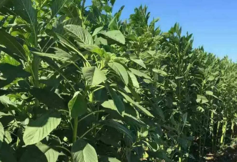 美国籽粒苋种子四季牧草种籽高蛋白千穗谷鸡鸭鹅猪草籽家禽