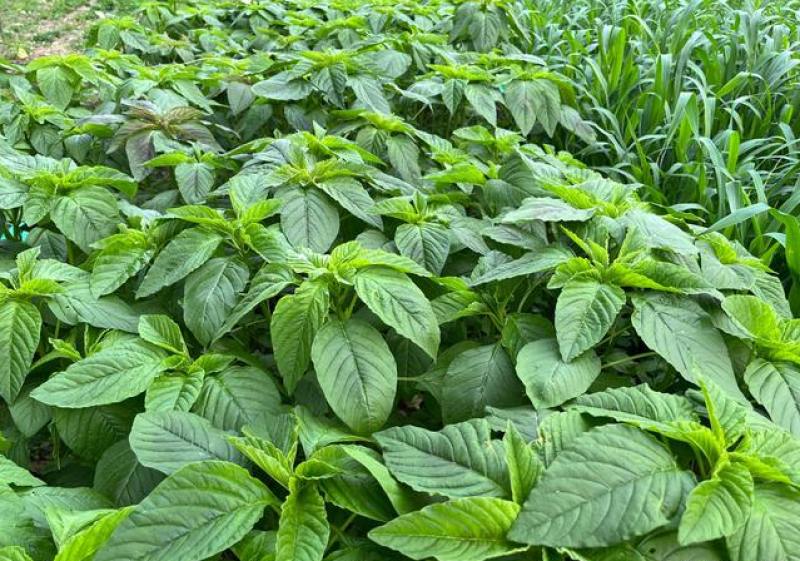 美国籽粒苋种子四季牧草种籽高蛋白千穗谷鸡鸭鹅猪草籽家禽