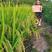 重庆野香优959精品水稻种子，产地一手货源，品种优良