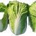 回头客多精品白菜大白菜黄心白菜以质论价欢迎来电