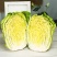 回头客多精品白菜大白菜黄心白菜以质论价欢迎来电