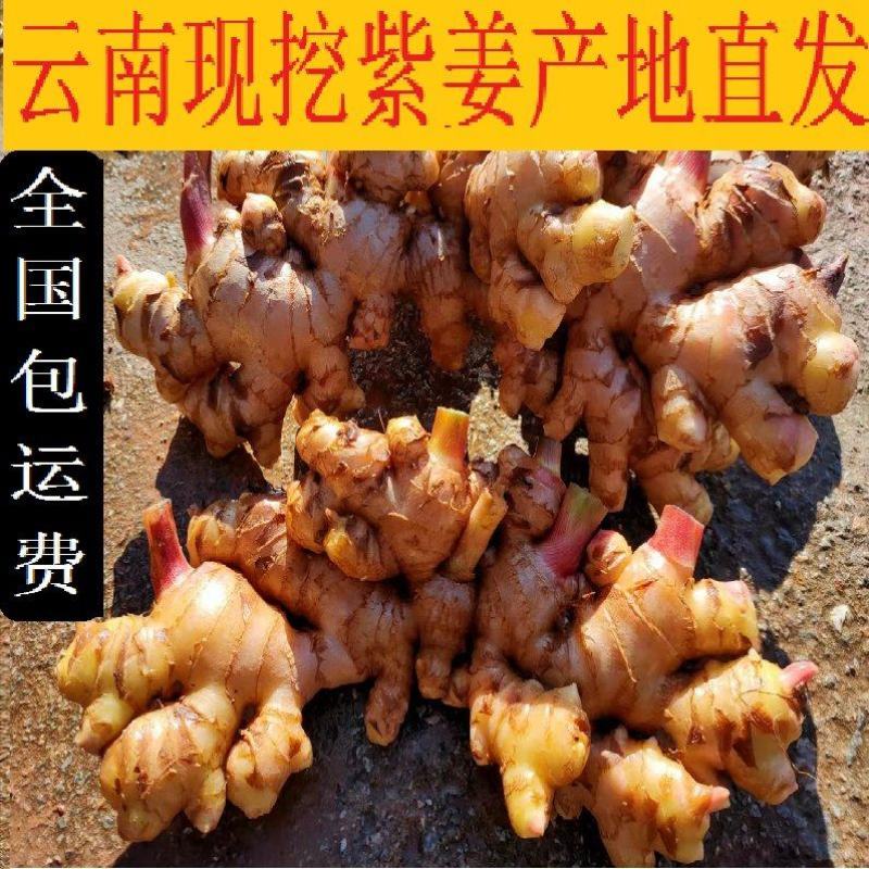 云南新鲜现挖生姜紫姜产地批发产地代办云南姜生姜