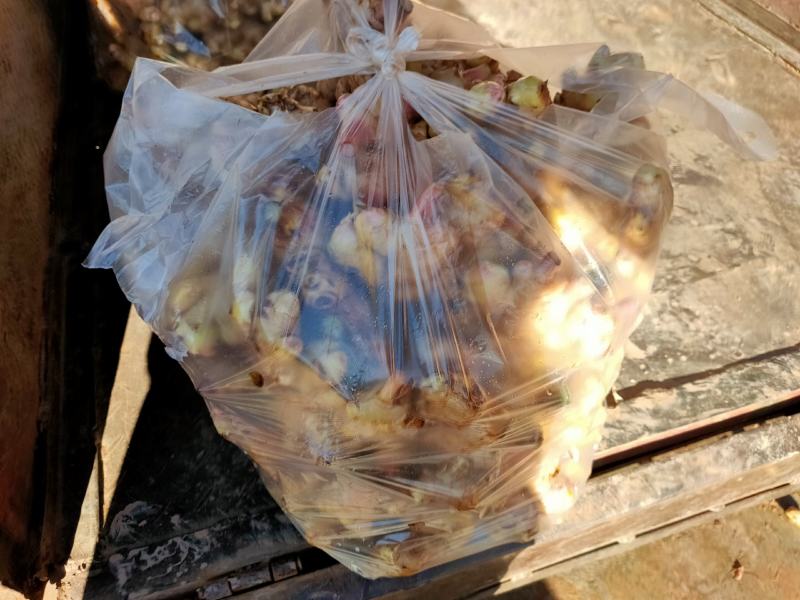 云南新鲜现挖生姜紫姜产地批发产地代办云南姜生姜