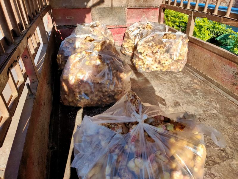 云南新鲜现挖生姜紫姜产地批发产地代办云南姜生姜