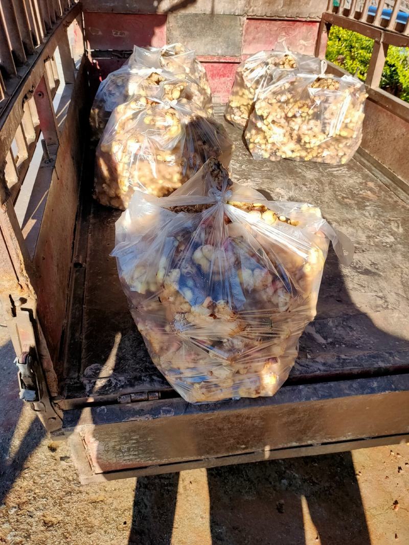 云南新鲜现挖生姜紫姜产地批发产地代办云南姜生姜