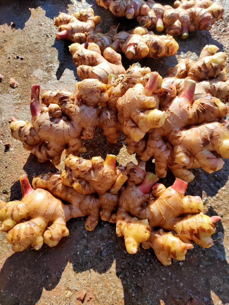云南新鲜现挖生姜紫姜产地批发产地代办云南姜生姜