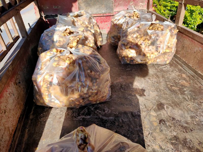 云南新鲜现挖生姜紫姜产地批发产地代办云南姜生姜