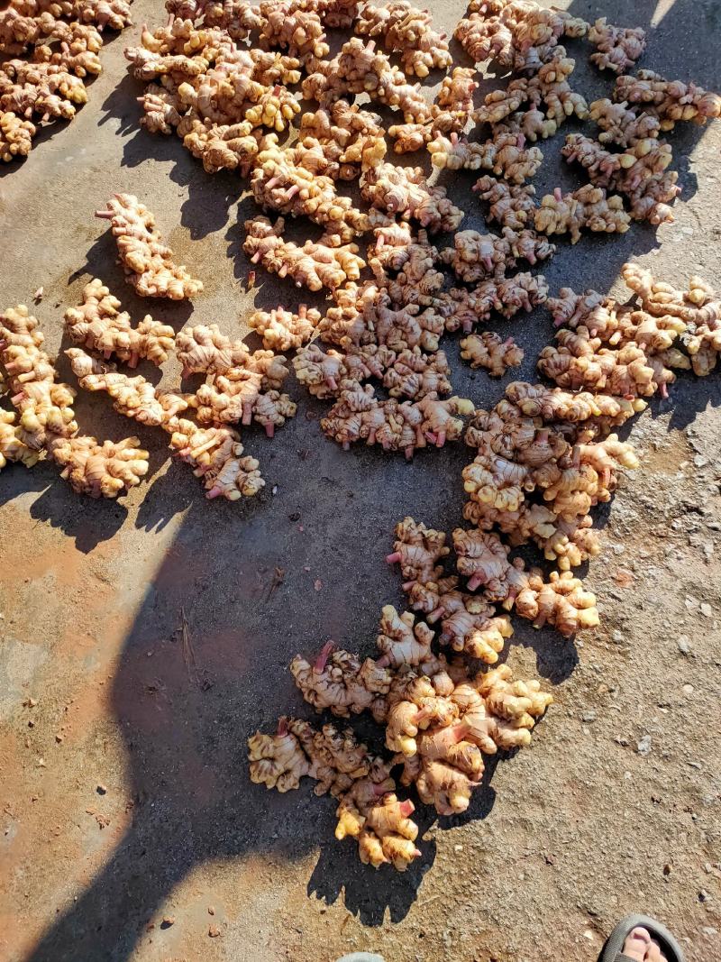 云南新鲜现挖生姜紫姜产地批发产地代办云南姜生姜