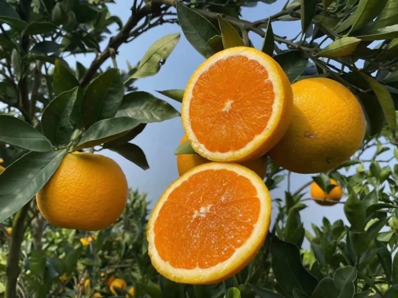 【爆】湖北九月红脐橙🍊供应市场电商~价格便宜～