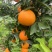 【爆】湖北九月红脐橙🍊供应市场电商~价格便宜～