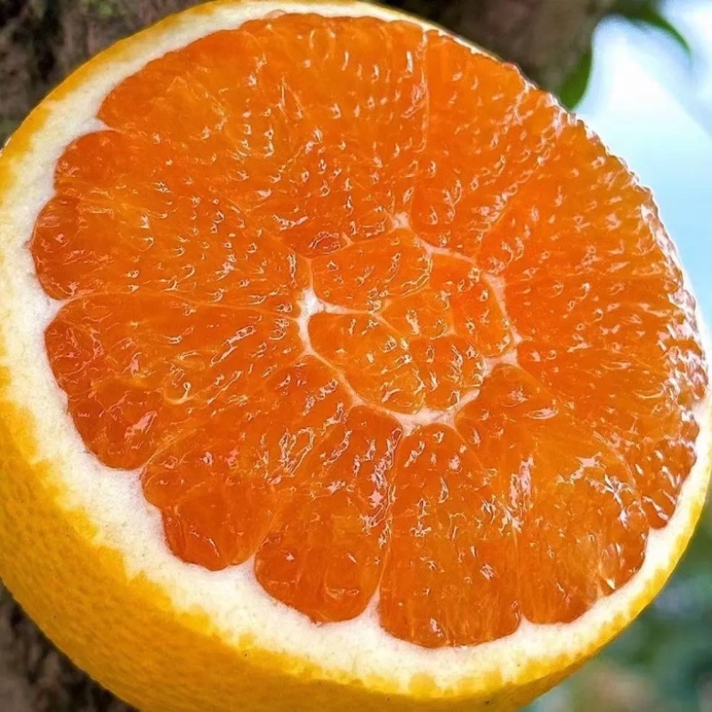 【爆】湖北九月红脐橙🍊供应市场电商~价格便宜～