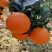 【爆】湖北九月红脐橙🍊供应市场电商~价格便宜～