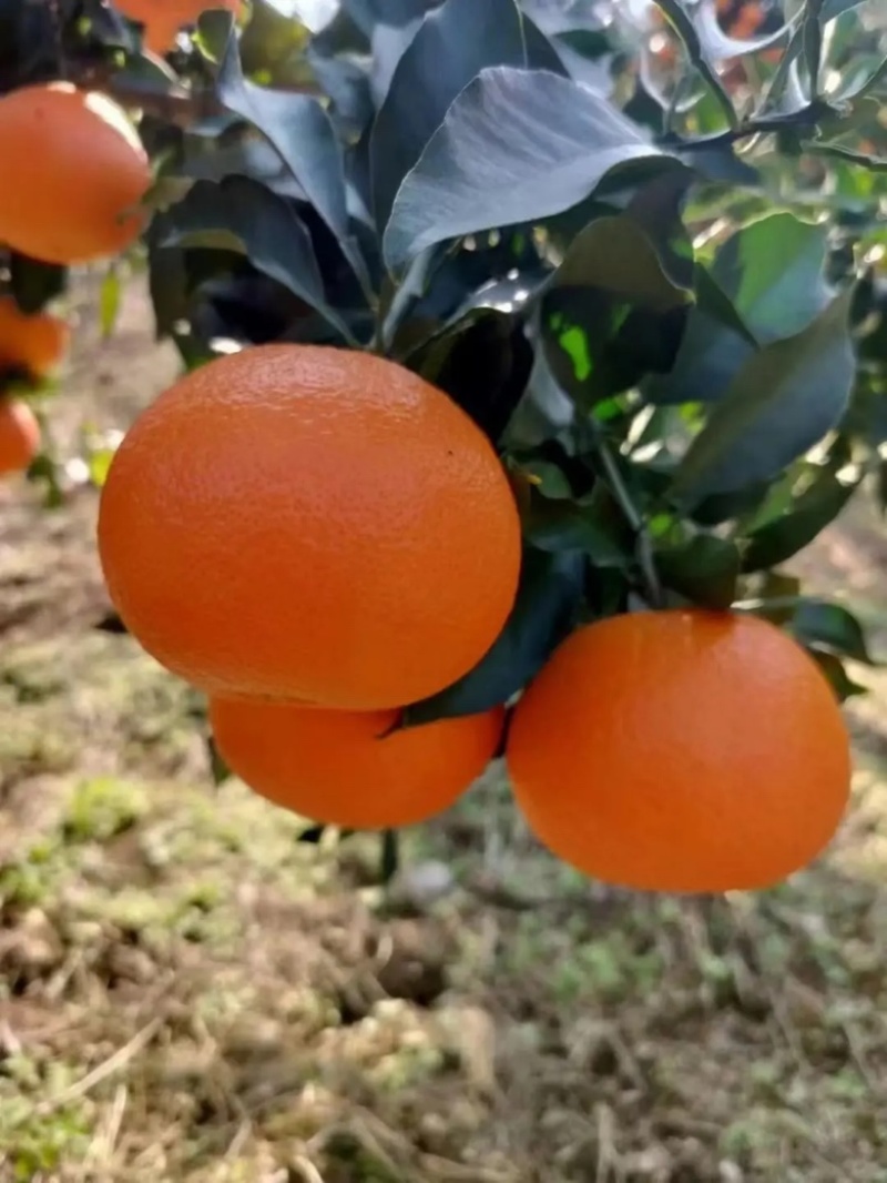 【爆】湖北九月红脐橙🍊供应市场电商~价格便宜～