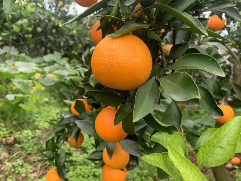 【爆】湖北九月红脐橙🍊供应市场电商~价格便宜～