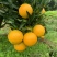 【爆】湖北九月红脐橙🍊供应市场电商~价格便宜～